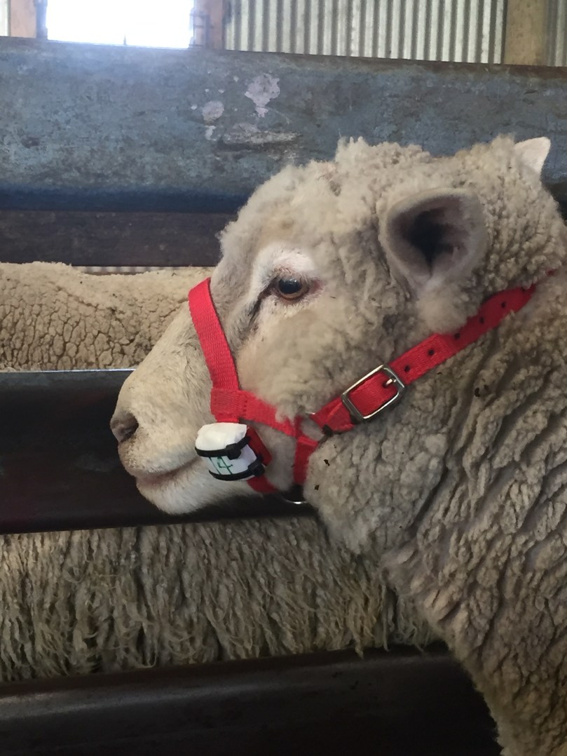 SheepWithActivityMonitor